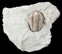 Prone Flexicalymene Trilobite In Shale - Ohio #52953-1
